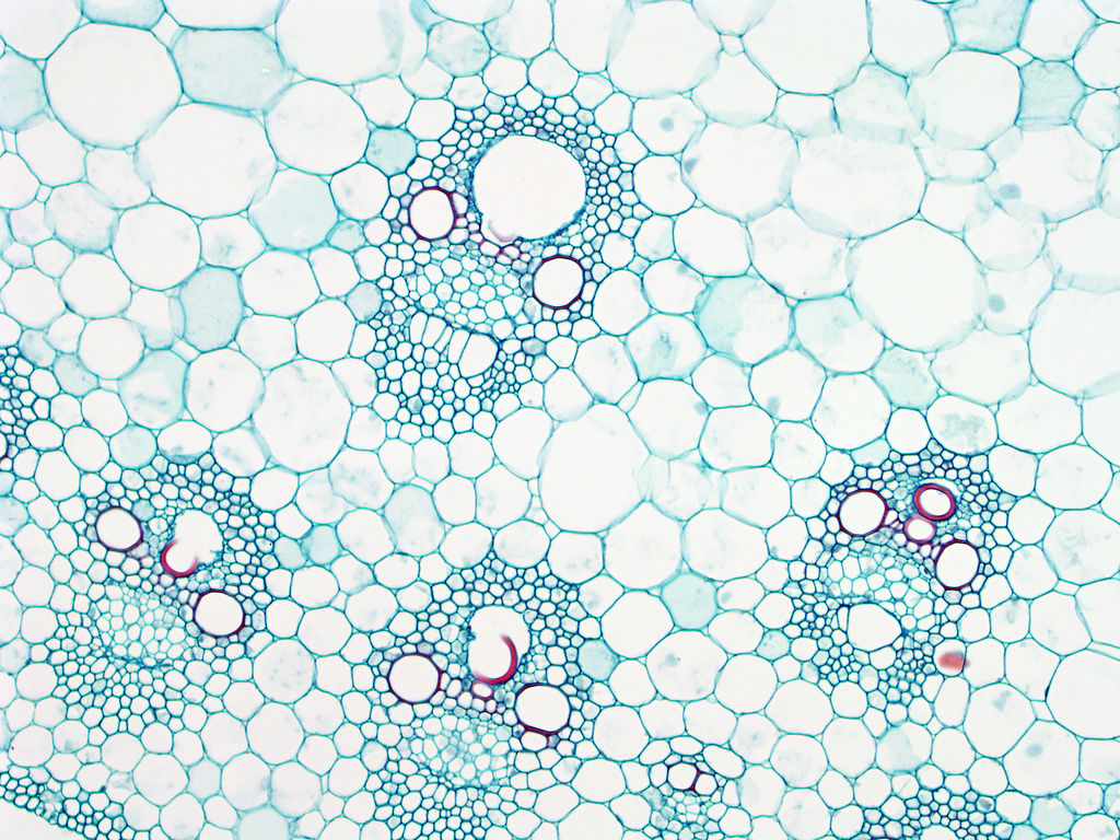 Vascular Bundles in a monocot stem. BlueRidgeKittens, Flickr, 2010.