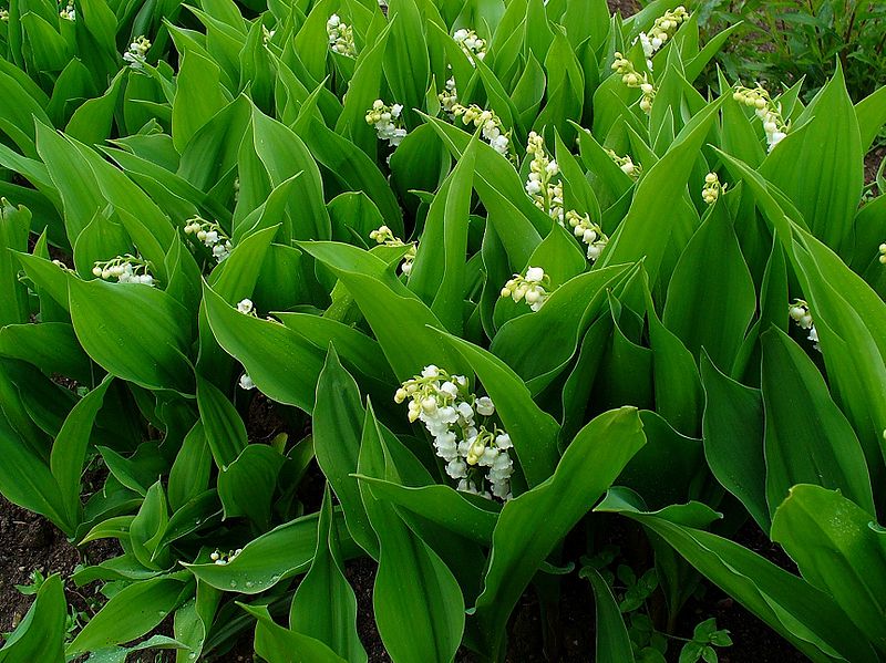 A garden of Lily of the Valley plants. H. Zell, Wikimedia Commons, 2009