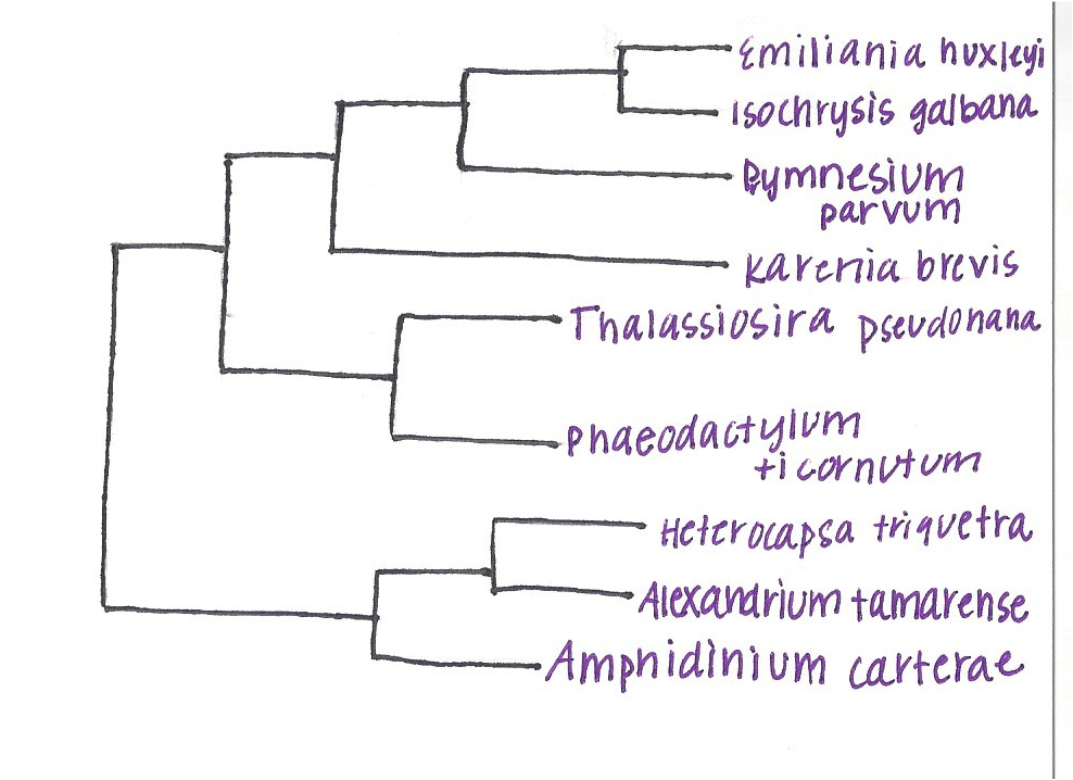 Phylogenetic tree of Karenia brevis