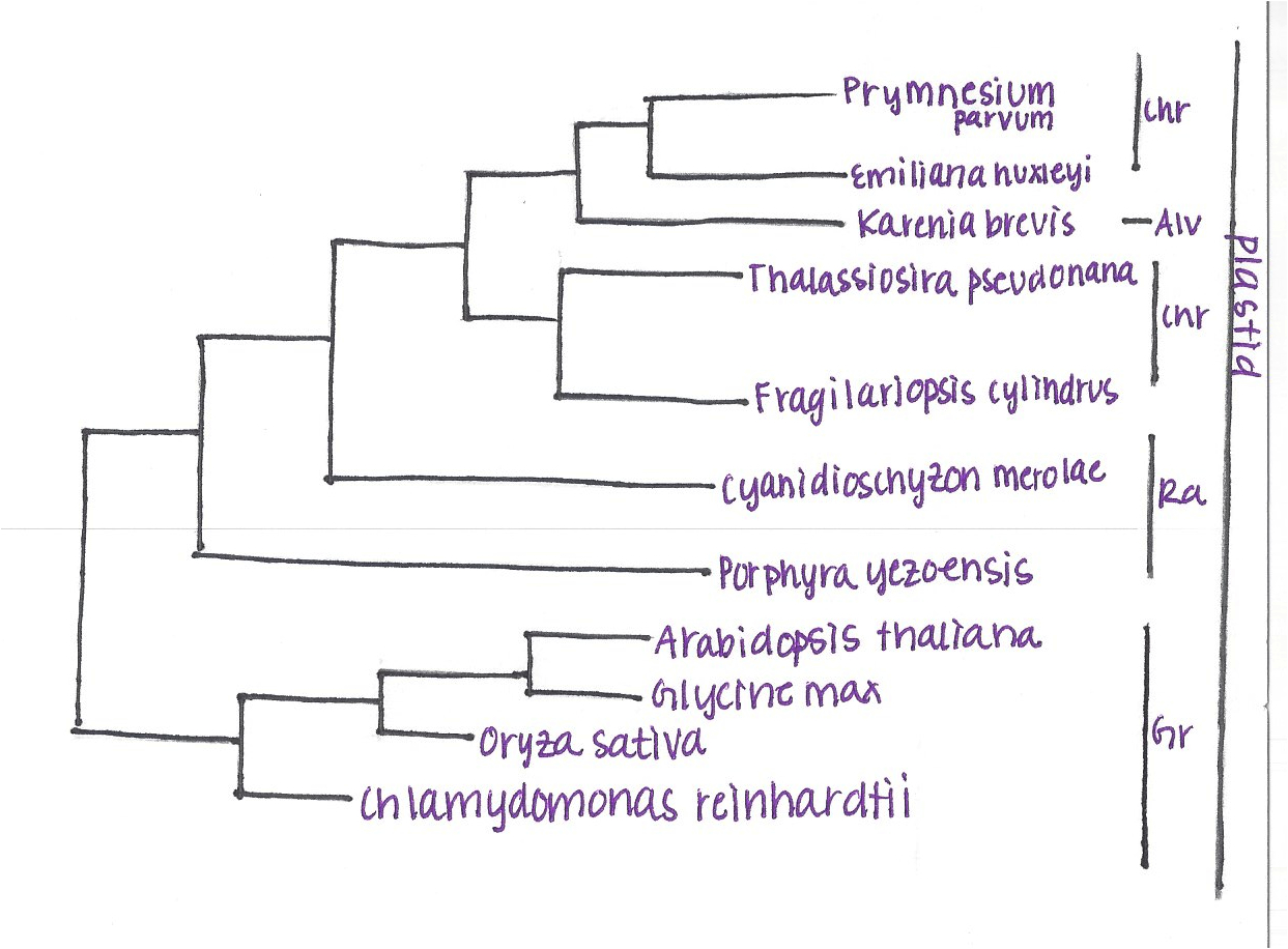 Phylogenetic tree of Karenia brevis