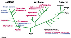 General phylogenetic tree seperating the different domains 