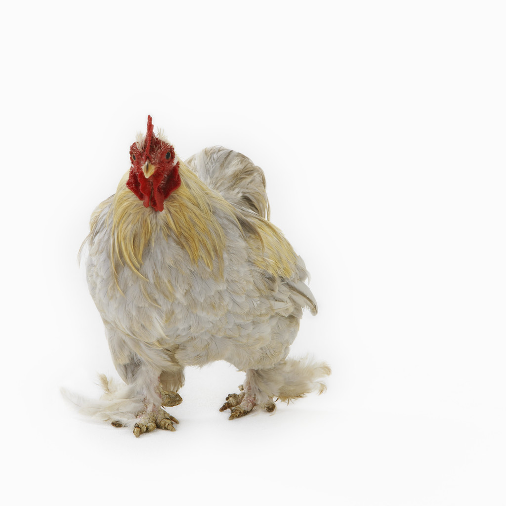 chicken, courtesy of clip art
