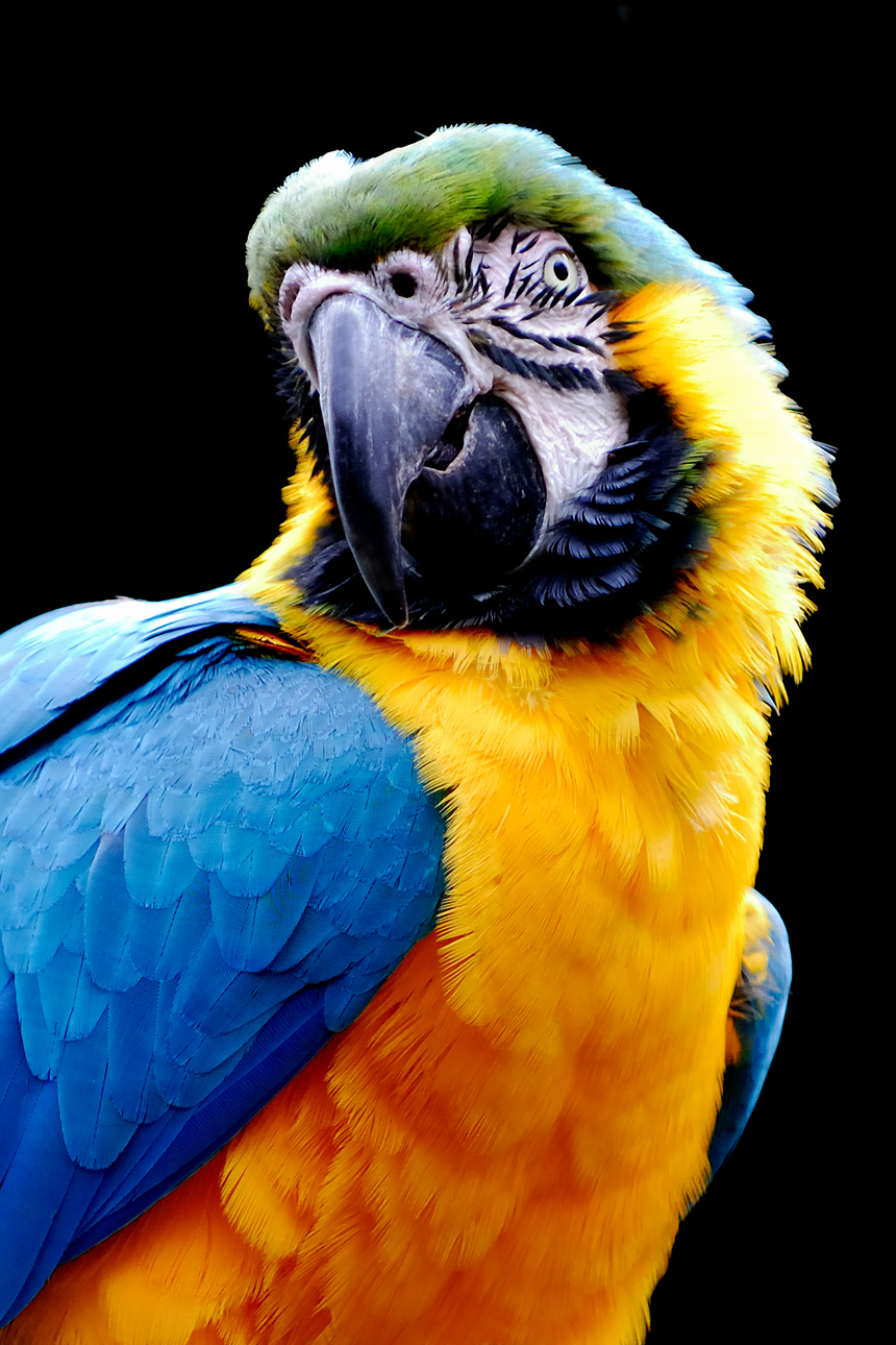parrot, courtesy of clip art