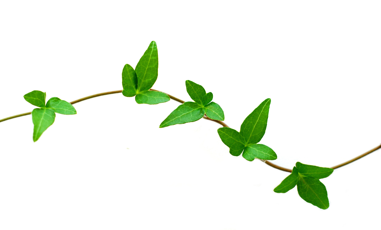 plant, courtesy of clip art