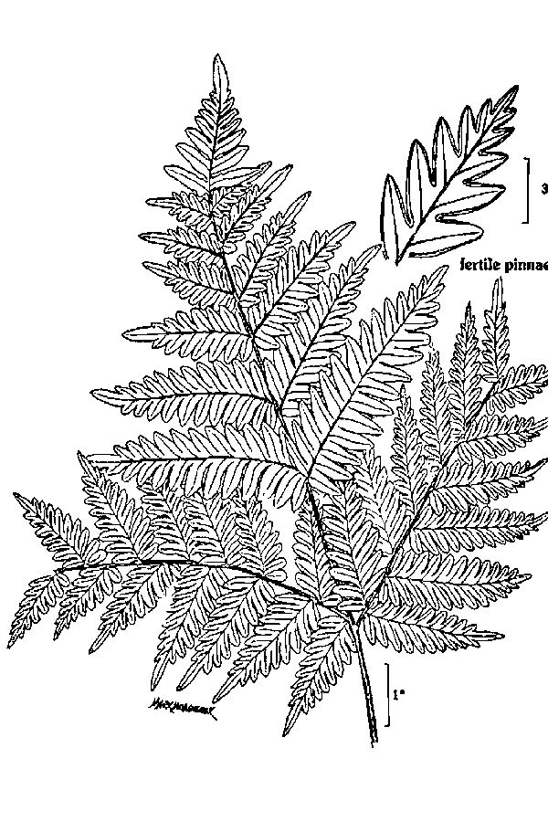 Frond fern close up provided by the USDA
