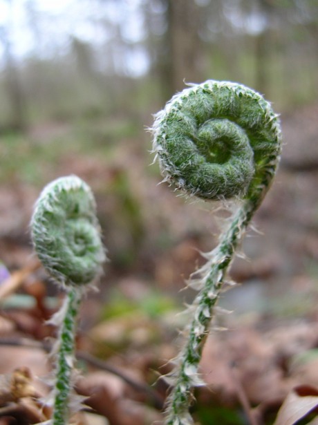  Ferns emerging from the ground