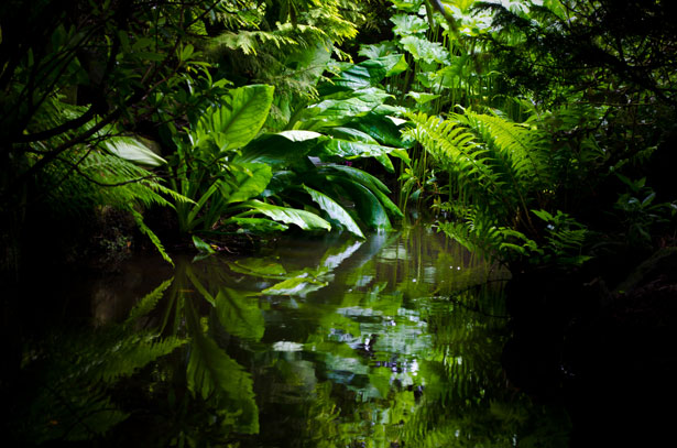  Ferns in the jungle 