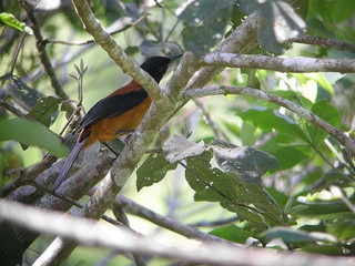 Hooded Pitohui in tree