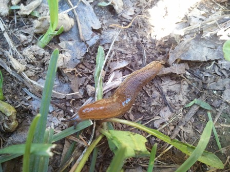 Slug- typical food source for fire salamanders.  Photo taken by Lauren Stoltz