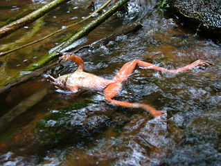 Frog infected by Chytridiomycota.  Photo by Forrest Brem via Wikimedia Commons
