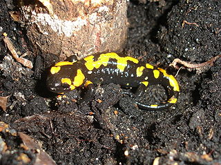 Young fire salamander.  Photo by Marek Silarski via Wikimedia Commons