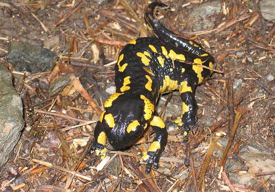 Fire salamander showing its dorsal ridges. Photo by Janvantland [Public Domain] via Wikimedia Commons