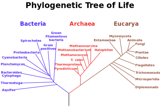 Phylogenetic Tree of Life. Image by Sting [Public Domain] via Wikimedia Commons