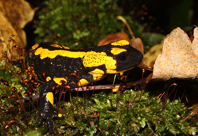 Upclose photo of fire salamander. Photo by Holger Krisp, Ulm, Germany via Wikimedia Commons