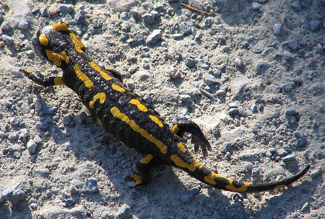 Fire salamander on sand. Photo by Kassandro via Wikimedia Commons