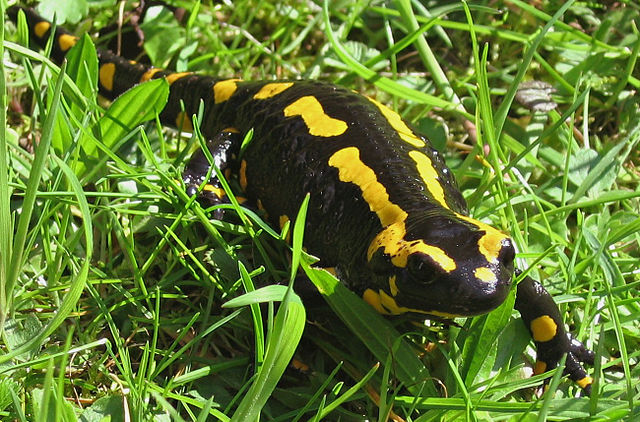 Adult female fire salamander. Photo by Michael Linnenbach via Wikimedia Commons