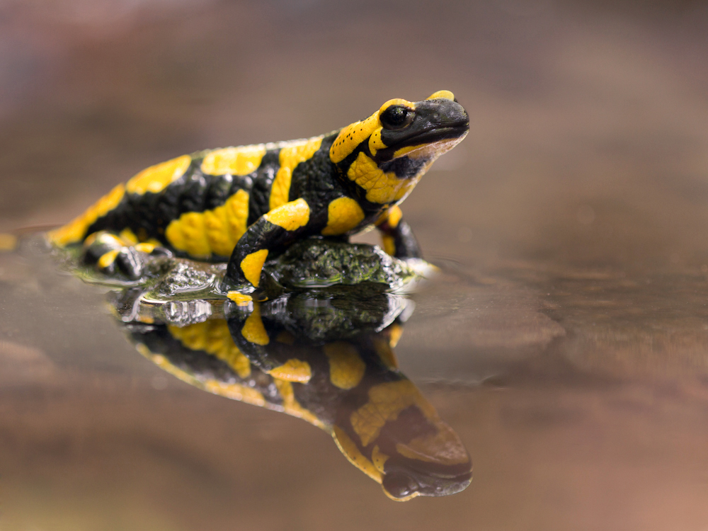 Fire salamander with reflection in water. Photo taken and permission to use granted by Heiko Wehner 
