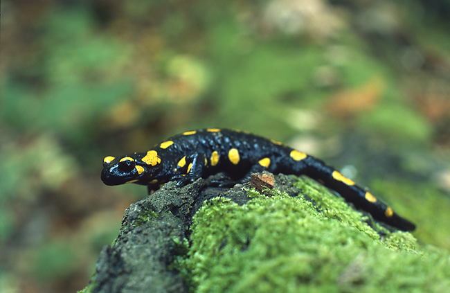 Fire salamander on top of a rock. Photo and permission to use granted from Marek Szczepanek
