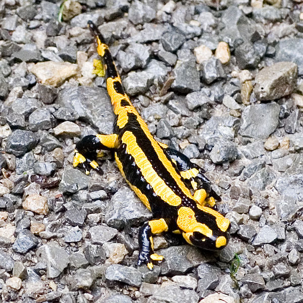 Picture showing the coloration of the fire salamander. Photo by Emilisha [Public domain], via Wikimedia Commons