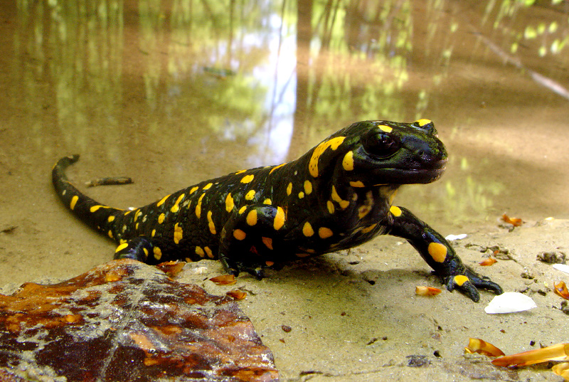 Adult fire salamander soaking in pond.  Photo by and permission to use granted by Miroslav Samardzic
