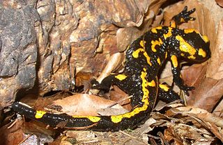 Picture showing the tail of the fire salamander. Photo from the public domain via Wikipedia Commons
