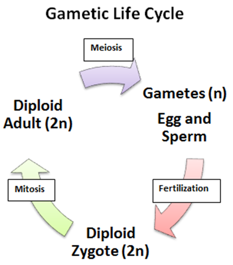 Diagram of Gametic Life Cycle. Created by Lauren Stoltz