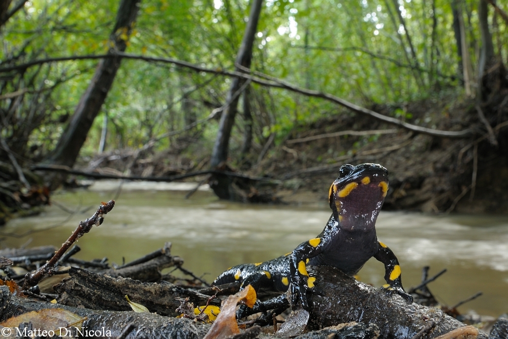 Fire salamander in its habitat. Photo taken and permission to use granted by Matteo Di Nicola