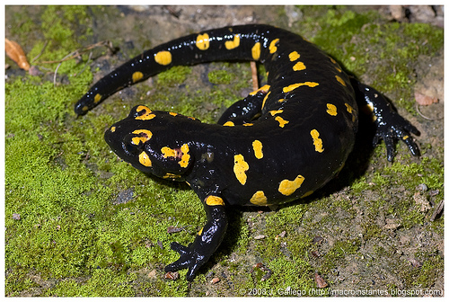 Fire salamander on a rock covered in moss. Photo taken and permission to use granted by J. Gállego