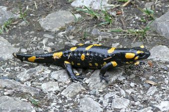 Photo of fire salamander. Photo by Jedudedek via Wikimedia Commons