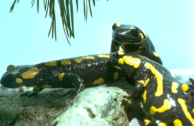 Three fire salamanders. Photo taken and permission to use granted by, Lloyd Gomez © California Academy of Sciences.