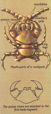 A diagram of the mouthparts of a centipede.