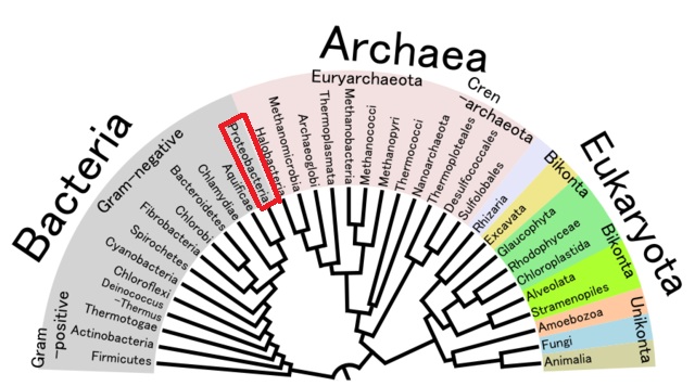 Phylogentic Tree (Public Domain)