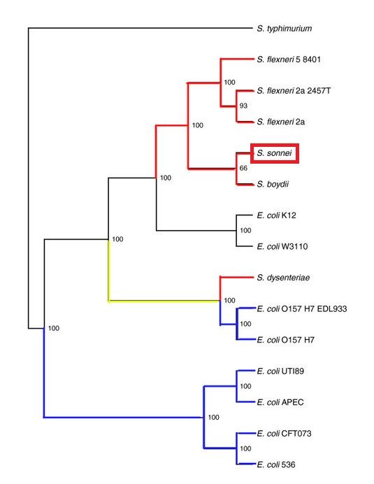 Phylogenetic Tree (Public Domain)