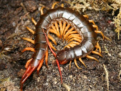 Vietnamese Centipede