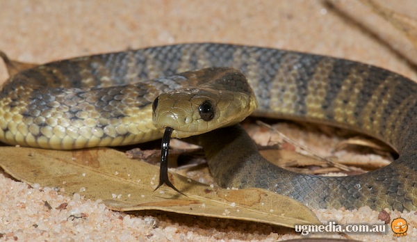 Up close and personal picture of the eastern tiger snake displaying its sensory organ mainly used for smelling (tongue). Image taken from Stewart MacDonald.