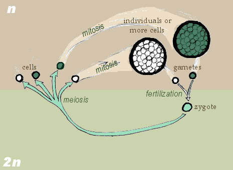 The image outlines the process of gametic meiosis, in which a diploid zygote is formed. Picture courtesy of Wikimedia Commons.
