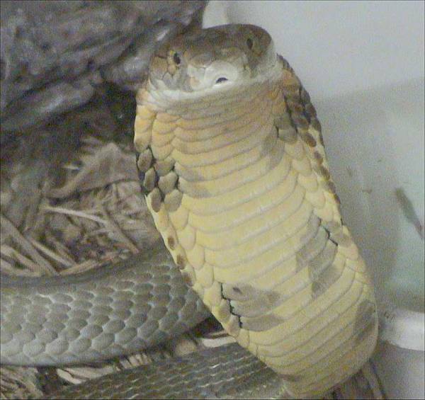 Picture of a male King Cobra, a member of the family Elapidae. Image from Wikipedia.