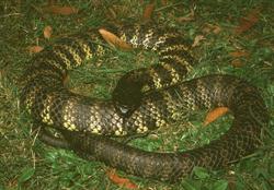 Another picture of an eastern tiger snake. Image used with permission of Tasmania Parks and Wildlife Service.