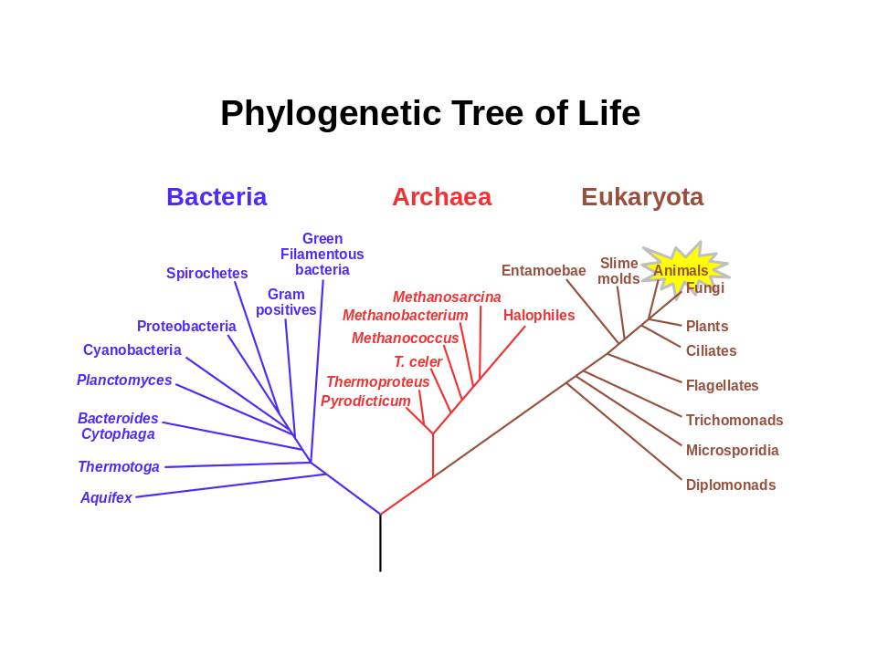 Modified phylogenetic tree of life, based on rRNA genes. Image obtained from Wikipedia.