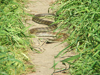 A photograph of an eastern tiger snake slithering through its natural habitat. Image from Wikimedia Commons (Author name: Teneche).