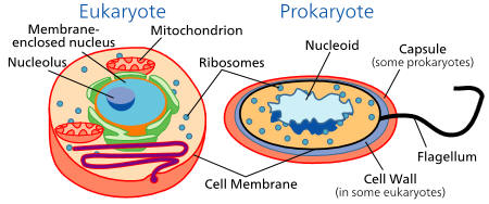 Image showing the structures of a eukaryotic cell versus a prokaryotic cell. Illustration obtained from Wikipedia.
