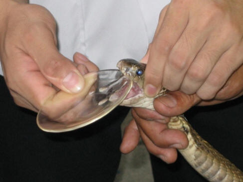 This common technique, known as "snake milking" is used as a method of acquiring venom from live snakes. Picture courtesy of Barry Rogue from Wikimedia Commons. 