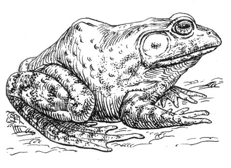 Bullfrog: Wiki Commons