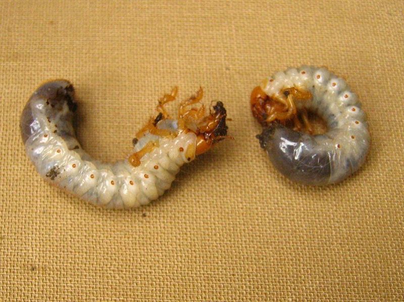 Larval Development: Wiki Commons