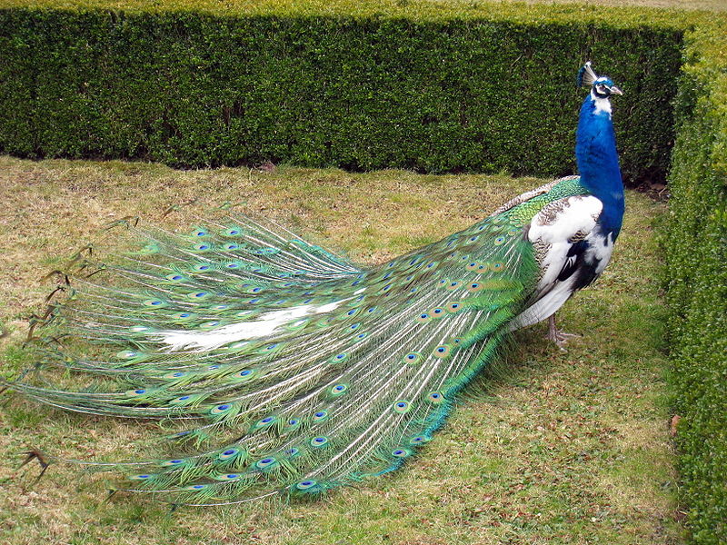 Peacock: Wiki Commons