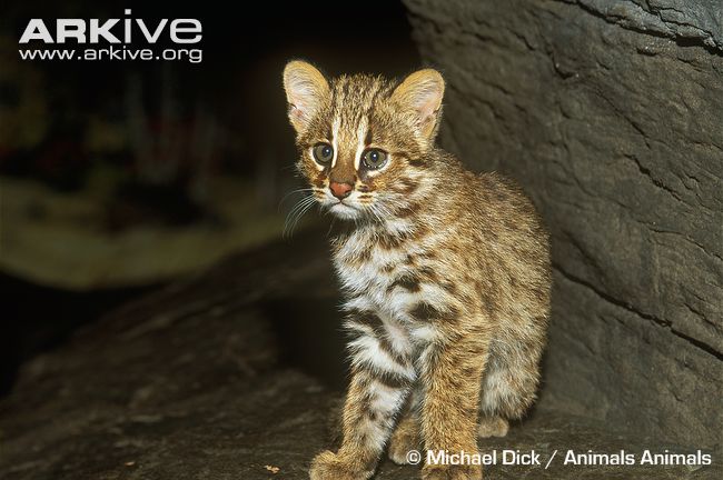 http://www.arkive.org/leopard-cat/prionailurus-bengalensis/image-G75306.html