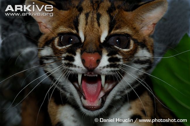 http://www.arkive.org/leopard-cat/prionailurus-bengalensis/image-G74419.html