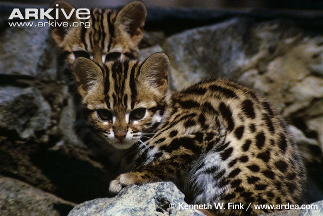 http://www.arkive.org/leopard-cat/prionailurus-bengalensis/image-G69273.html