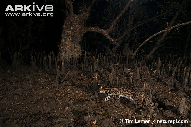 http://www.arkive.org/leopard-cat/prionailurus-bengalensis/image-G72867.html