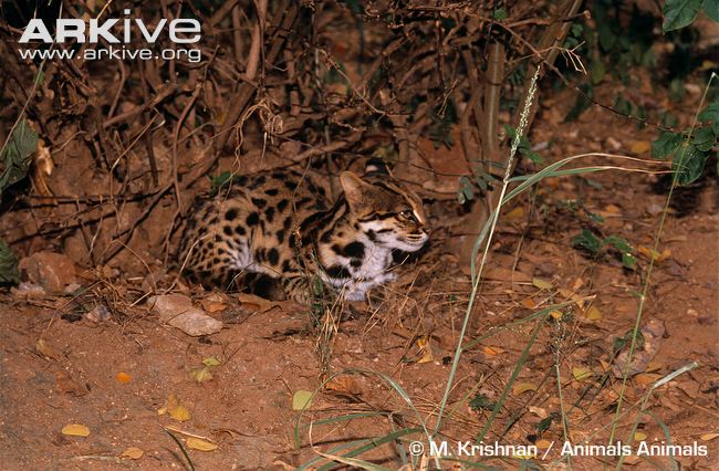 http://www.arkive.org/leopard-cat/prionailurus-bengalensis/image-G75307.html